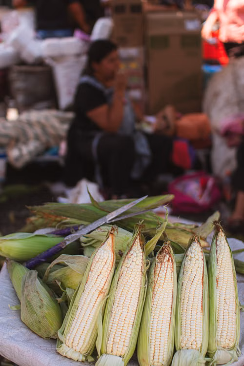 Ingredientes verdes dispuestos para cocinar en una cocina; imagen editorial sobre productos de temporada.